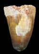 Cretaceous Fossil Crocodile Tooth - Morocco #50256-1
